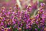Echter Heidehonig aus der Lüneburger Heide