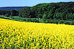 Imkerei Mattfeld - Walsroder Rapshonig - gesund und lecker