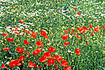Sommertrachthonig von Imkerei Mattfeld, Walsrode
