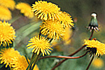 Blütenhonig bei Imkerei Mattfeld