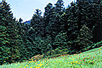 Waldhonig bei Imkerei Mattfeld