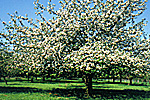 Blütenhonig