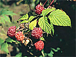 Waldblütenhonig bei Imkerei Mattfeld in Walsrode