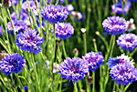 Kornblumenhonig bei Imkerei Mattfeld