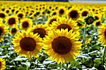 Sonnenblumenhonig bei Imkerei Mattfeld